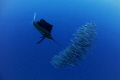   Dinner FormationA sailfish most speedy animal ocean picking first bite its dinner. This was taken Cancun Mexico end Jan. 2013. Jan., Jan, Jan 2013  